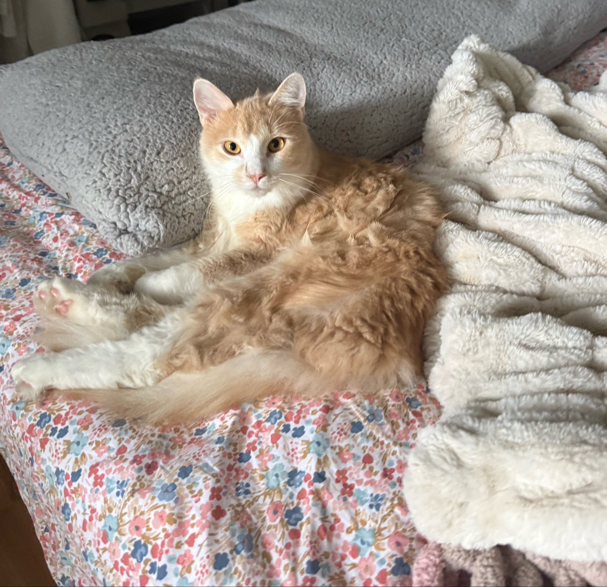 tigipaws's tweet photo. i forgot to post on his actual birthday but he is officially 1 year old!!!!!!!!! my baby!!!!! https://t.co/gdspBqOX3Z