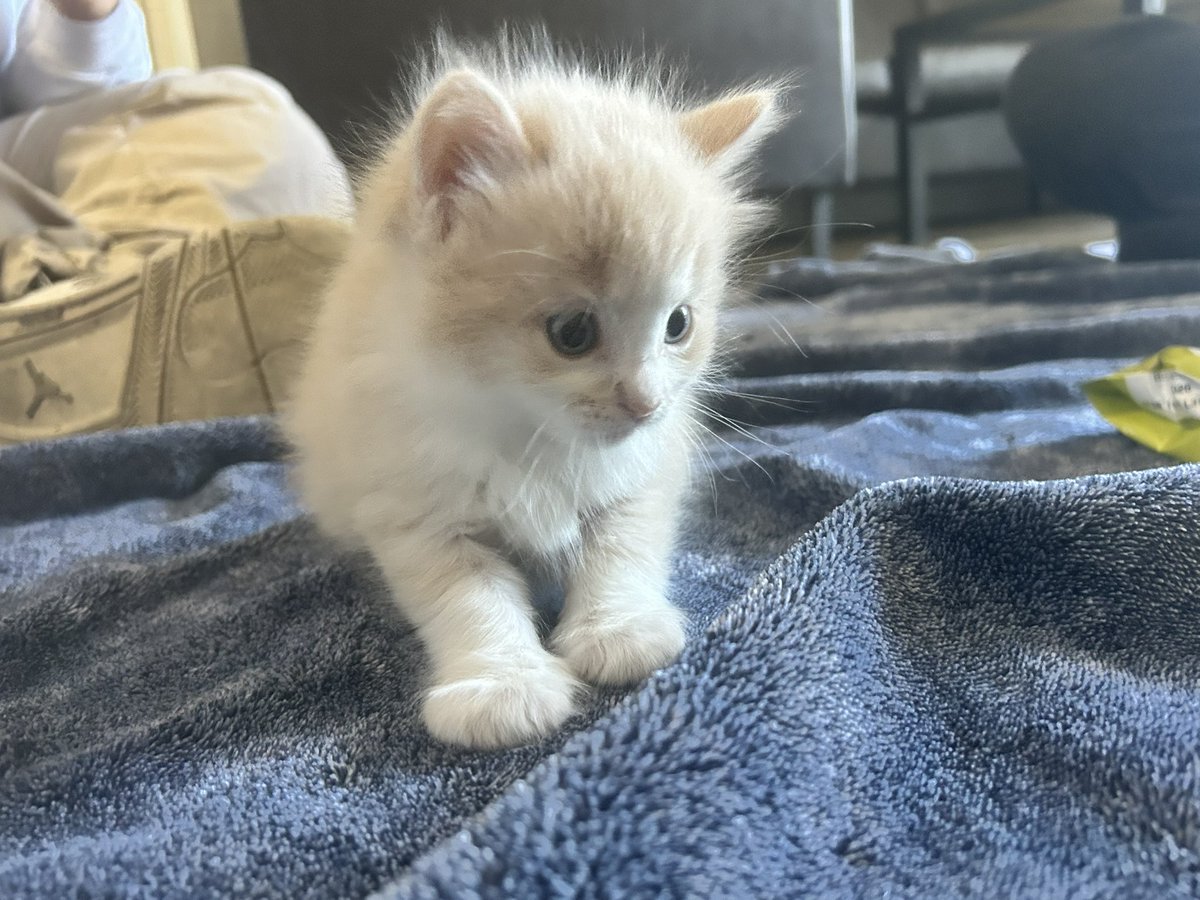 tigipaws's tweet photo. i forgot to post on his actual birthday but he is officially 1 year old!!!!!!!!! my baby!!!!! https://t.co/gdspBqOX3Z