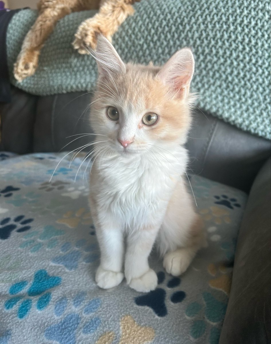 tigipaws's tweet photo. i forgot to post on his actual birthday but he is officially 1 year old!!!!!!!!! my baby!!!!! https://t.co/gdspBqOX3Z