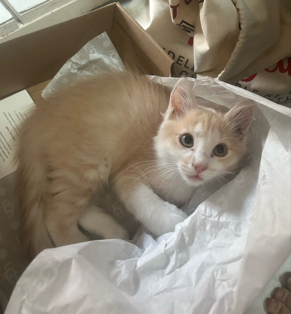 tigipaws's tweet photo. i forgot to post on his actual birthday but he is officially 1 year old!!!!!!!!! my baby!!!!! https://t.co/gdspBqOX3Z