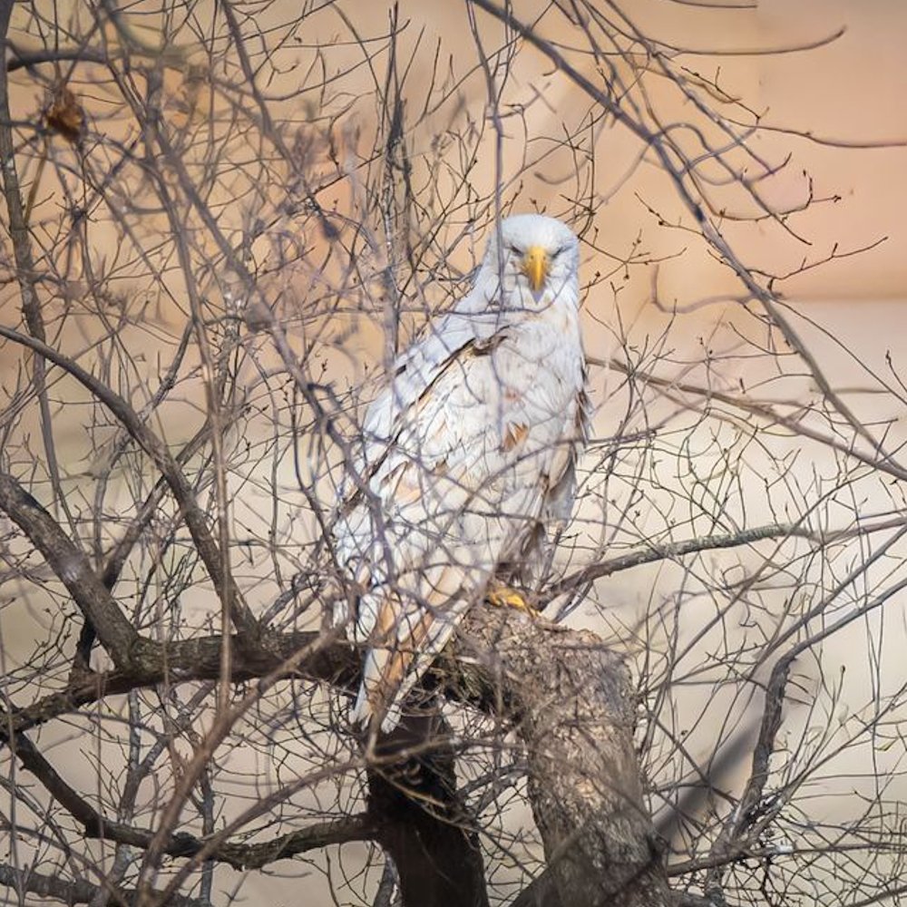 This Photographer Waited 8 Hours for the Perfect Shot of a Rare Bald Eagle

Credit: Terry Nunn 
 [📷](https://pbs.twimg.com/media/HTFKdcqWoAAtNYM.jpg) [📷](http