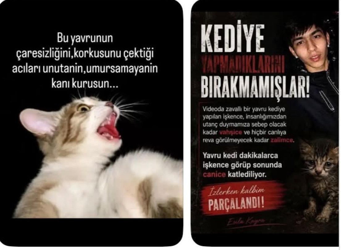 DemetYazc's tweet photo. Sizler masum sokak hayvanlarına savaş açacağınıza, asıl bu o.ç. piçlere savaş açın ama gücünüz garibanlara yetiyor! 👿
#miniğiunutma https://t.co/yYKIKSajkU