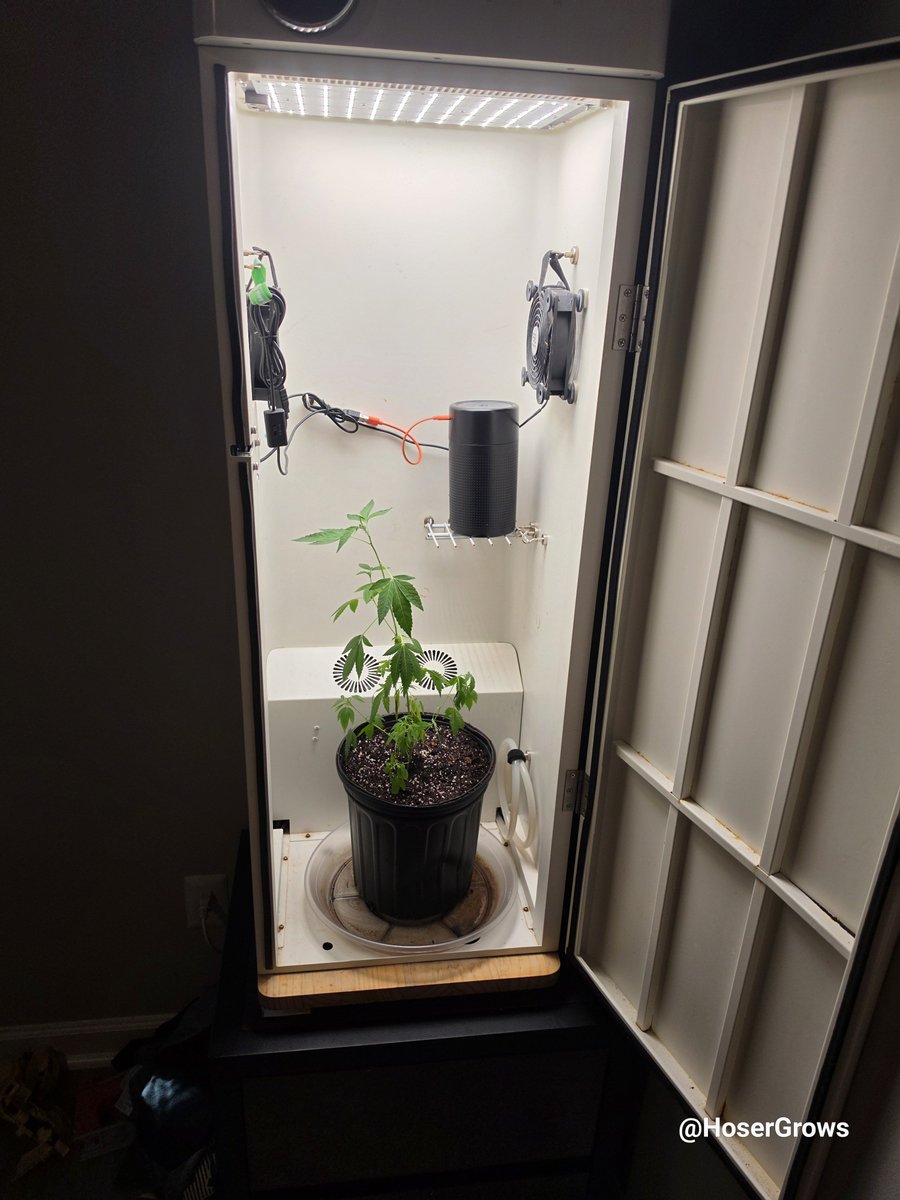 hosergrows's tweet photo. Finally got off my ass and transplanted my Lung Butter clone

Gonna let it Veg in the Abby for a bit while the MarsHydro tent finishes up 

May try cloning this girl one more time, but we'll see

Let's Grow! 

#HoserGrows #growyourown https://t.co/mYRbiDjpSc