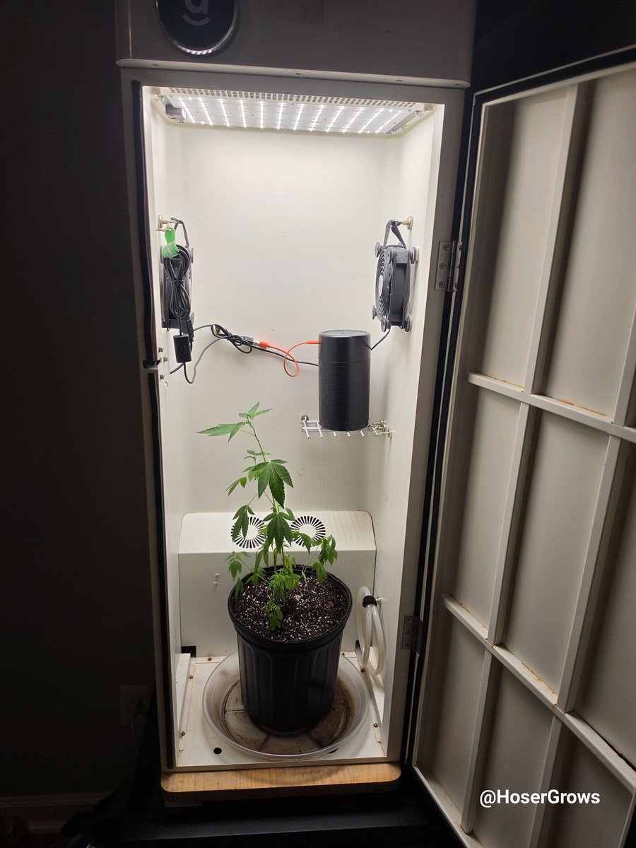 hosergrows's tweet photo. Finally got off my ass and transplanted my Lung Butter clone

Gonna let it Veg in the Abby for a bit while the MarsHydro tent finishes up 

May try cloning this girl one more time, but we'll see

Let's Grow! 

#HoserGrows #growyourown https://t.co/mYRbiDjpSc
