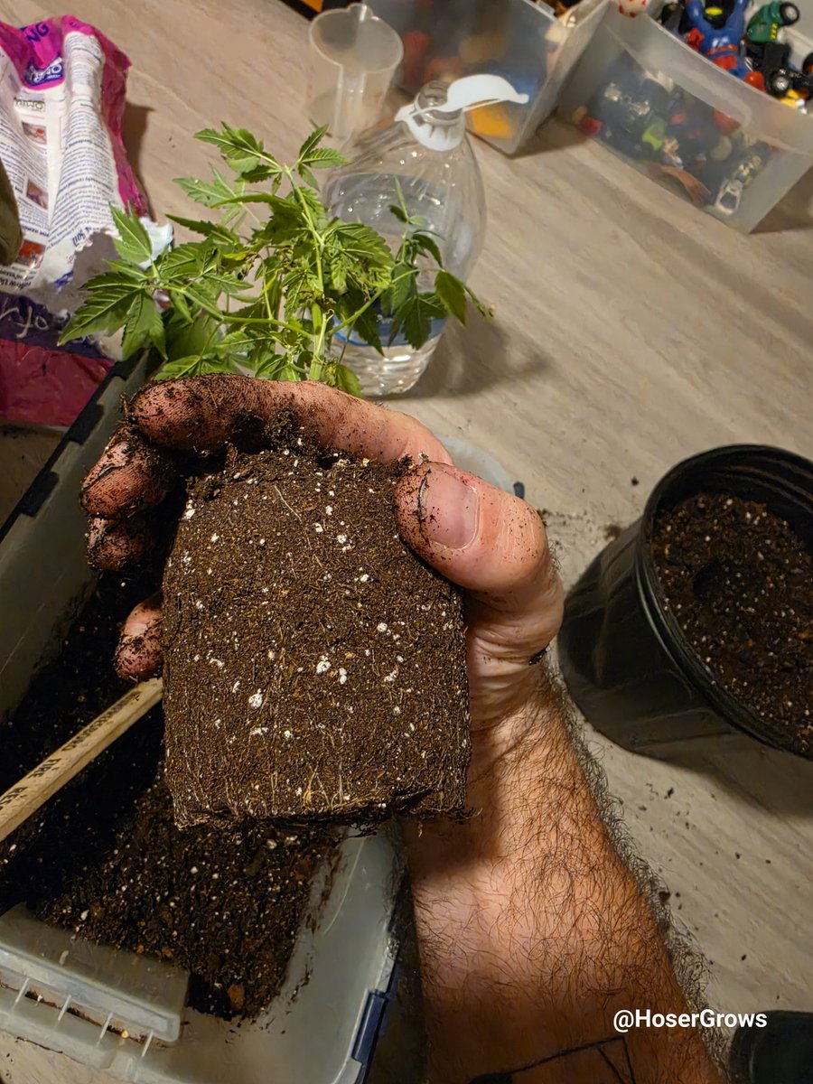 hosergrows's tweet photo. Finally got off my ass and transplanted my Lung Butter clone

Gonna let it Veg in the Abby for a bit while the MarsHydro tent finishes up 

May try cloning this girl one more time, but we'll see

Let's Grow! 

#HoserGrows #growyourown https://t.co/mYRbiDjpSc