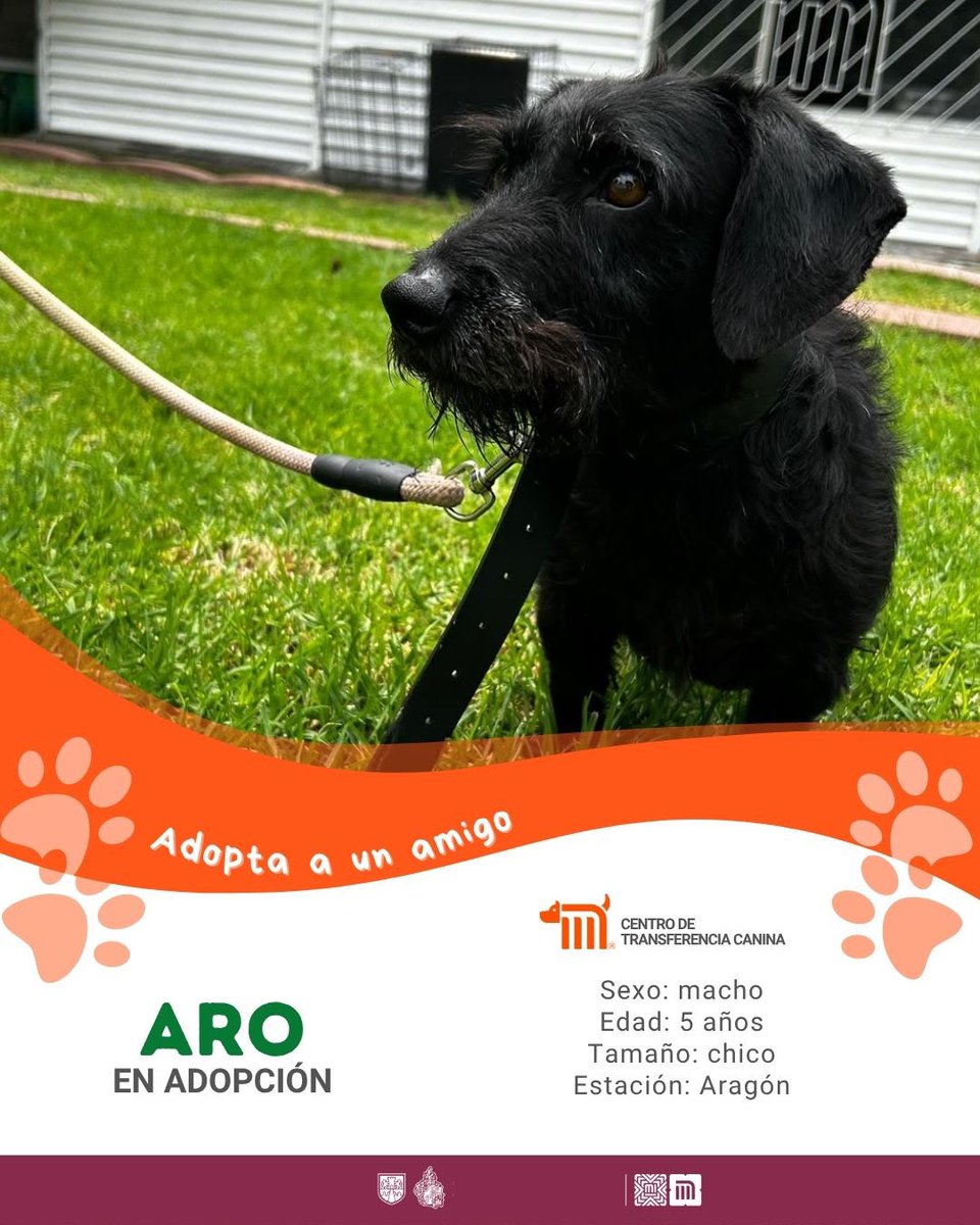 MetroCDMX's tweet photo. "Aro" está en busca de una familia, si deseas darle la oportunidad de ser adoptado comunícate con el @ctcdelmetro, vía e-mail a: ctc@metro.cdmx.gob.mx  
Consulta requisitos de adopción en 👉🏼 https://t.co/vy9M5dnTRh 🐾  #AdoptaNoCompres 🐶🏡 https://t.co/0kmhX53q6E