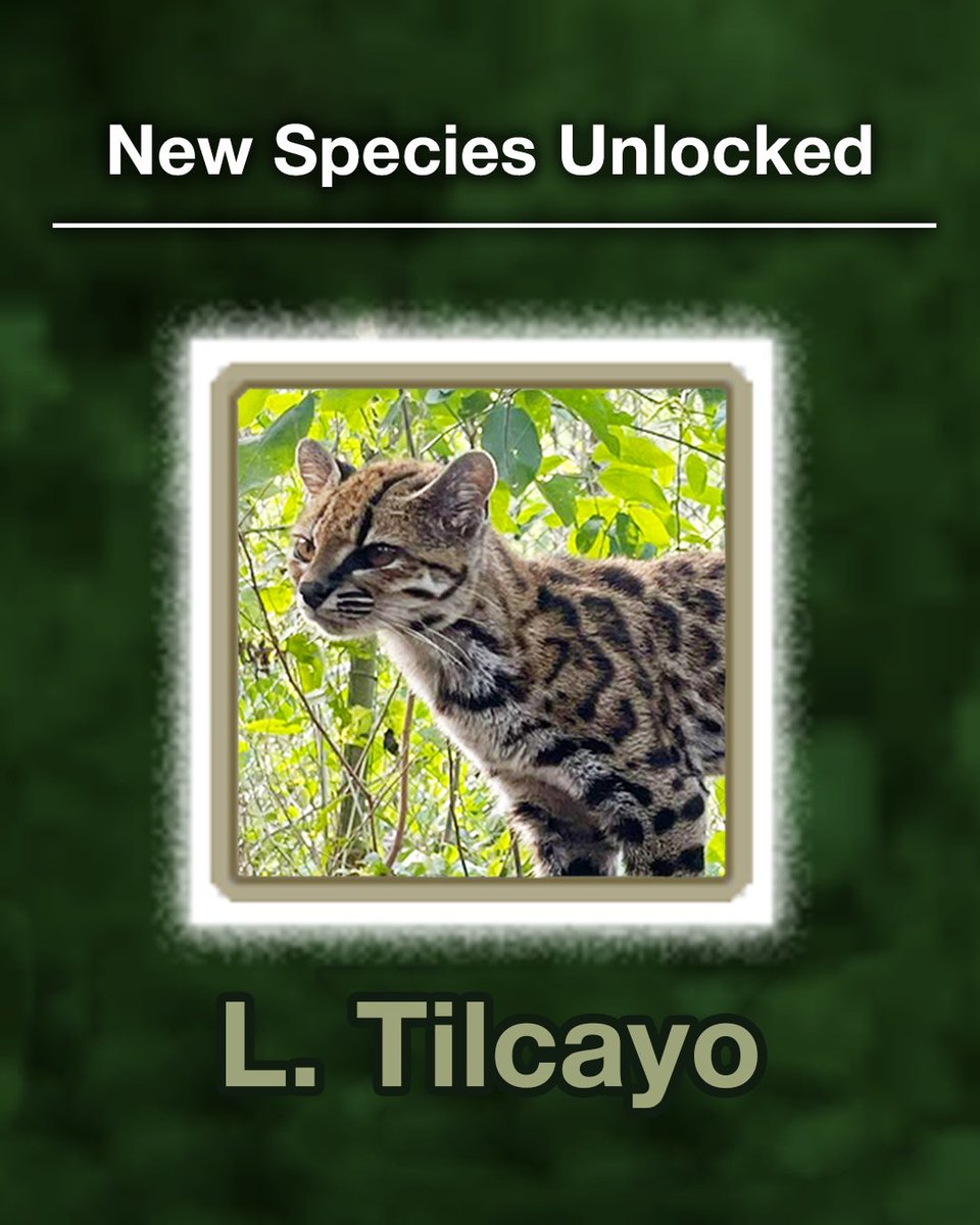 ComputerLunch's tweet photo. Meet the Tilcayo cat! The first new species of wild cat identified by scientists in over 100 years 🐈‍⬛  It was found in Bolivia’s Yungas cloud forests and a bit smaller than the average house cat.

Read more about this amazing discovery: https://t.co/W9xuFf8v9X https://t.co/Bs8CHFCawH