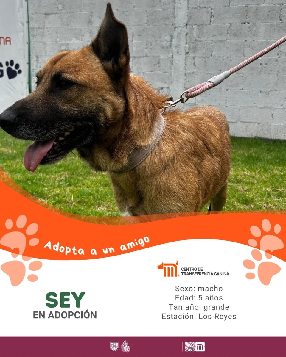 MetroCDMX's tweet photo. "Sey" está en busca de una familia, si deseas darle la oportunidad de ser adoptado comunícate con el @ctcdelmetro, vía e-mail a: ctc@metro.cdmx.gob.mx  
Consulta requisitos de adopción en 👉🏼 https://t.co/vy9M5dnm1J 🐾  #AdoptaNoCompres 🐶🏡 https://t.co/WU1DxNccns