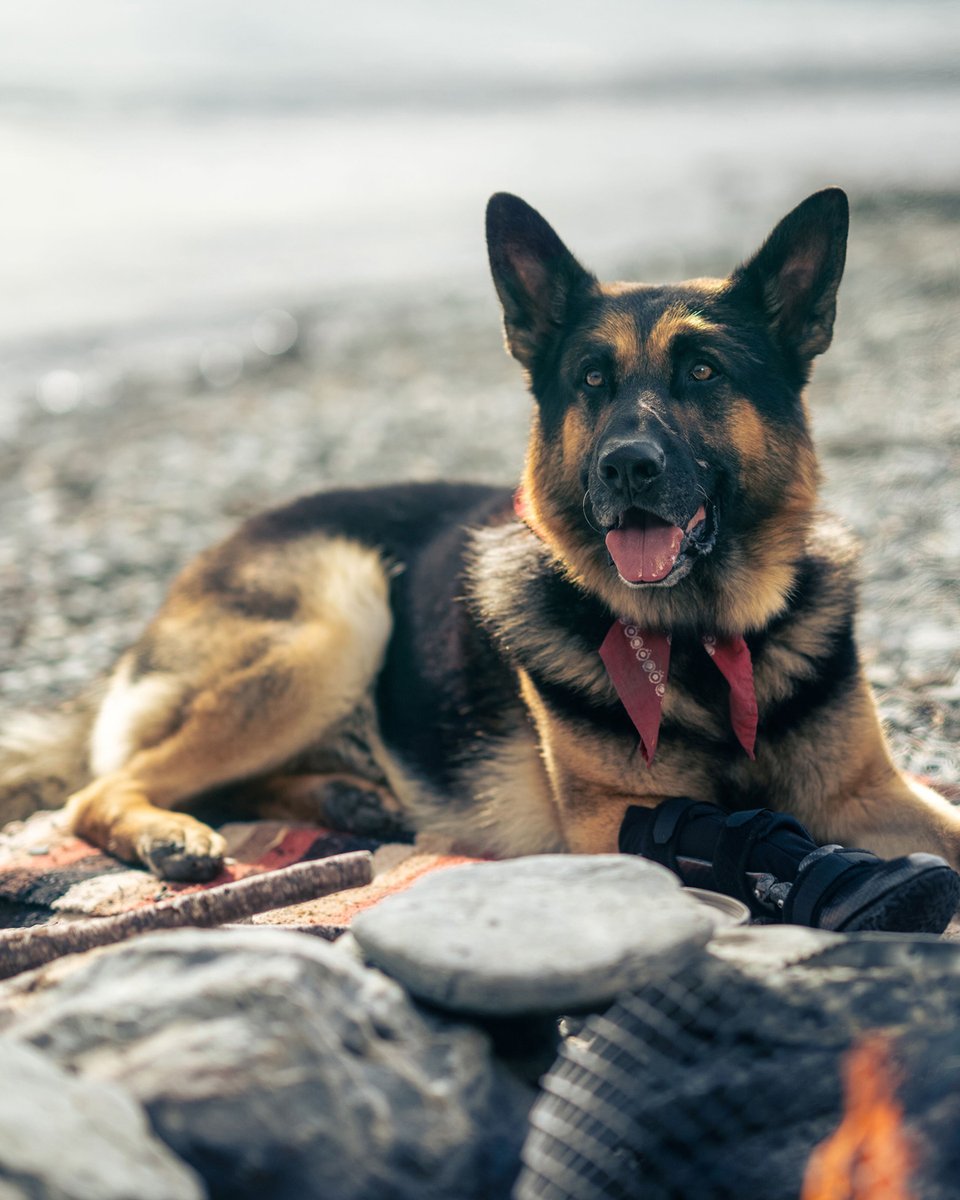 WKCDOGS's tweet photo. "The greatest joy in my life." 🫶 🎥

@heartofthebeast, starring Brad Pitt and Uber the German Shepherd Dog, reminds us that the bond between human and dog is unbreakable, built on unconditional love, loyalty and companionship. Get your tissues ready! 🥹

📸: @paramountpics https://t.co/8BFdgGgxd0