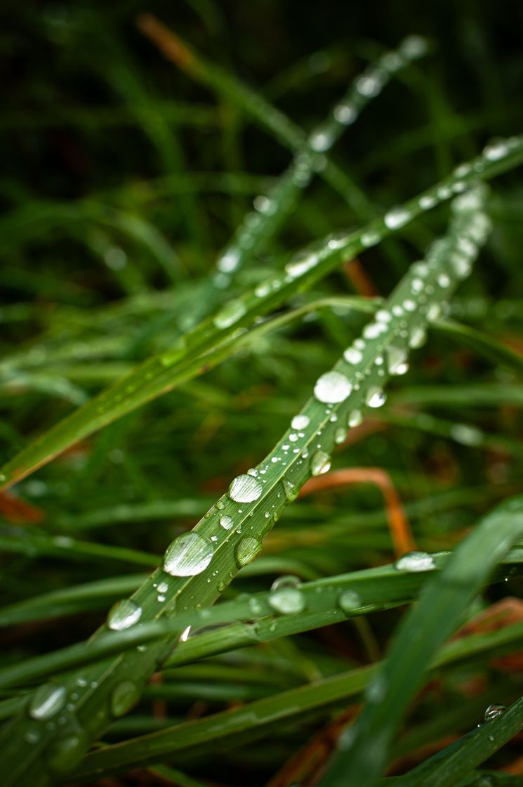Picfair's tweet photo. 'Dewy Grass Macro' by Eddie-G-Photo

📷: https://t.co/Gllxqpshpx

#Picfair

_

Create your Picfair store today and join over 1,000,000 #Photographers selling their photos with their own website!
_

#photo #photooftheday https://t.co/OAJXVWuJYb