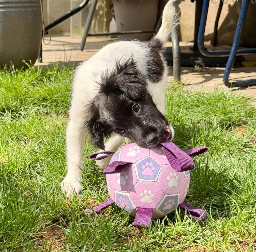 team_greenacres's tweet photo. Meet Waffle, an adorable 12 week old mixed breed puppy. Waffle came into our care as a stray, so we don't know his exact breeding

🐕We believe he is likely to be a Spaniel / Collie type because he certainly has plenty of the traits you would expect🐕

🐶Waffle is lively, intelligent, playful & full of puppy energy, making him a lovely little chap with plenty of potential

🐶He has spent time in foster with both other dogs & cats. He has proved himself to be an all-round lovely boy

🏡His new home will need to be active & committed to giving him the training, exercise plus mental stimulation that a bright young puppy needs as he grows

🏡With the right guidance, patience & plenty of love, we have no doubt Waffle will grow into a wonderful companion

🏡If you think you can offer Waffle the right home, please complete the application form by following the link below👇

🔗
https://t.co/PLu6XCNkHZ

📝FYI: Applications are processed Monday to Thursday. Please be patient, our Rehoming Team will be in contact with you as soon as possible📝

🏡🏥All successful applications are subject to home & Vet checks🏥🏡

📍Our animals are based in #Pembrokeshire South West #Wales While we do rehome across the UK, please keep our location in mind because visits to the centre are essential. We may also prioritise homes that are closer to the rescue 

For full details on our adoption process please visit: 

🔗 
https://t.co/P5YZxviT3E

Can't adopt right now? The best way to help an animal in need is to:

🔁SHARE THEIR POST so it reaches their forever home🔁

📝Engage with their post by leaving a comment or an emoji because this helps with the X algorithm📝

Thank you for considering adoption & for helping us find a truly special home for Waffle 💚🙏💚

#teamgreenacres #rescue #k9hour #rehomehour #spanielhour #teamzay