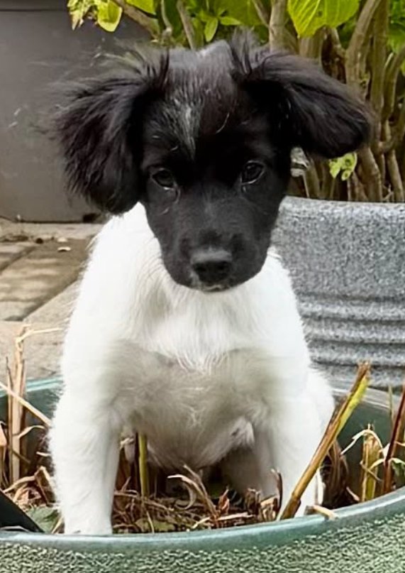 team_greenacres's tweet photo. Meet Waffle, an adorable 12 week old mixed breed puppy. Waffle came into our care as a stray, so we don't know his exact breeding

🐕We believe he is likely to be a Spaniel / Collie type because he certainly has plenty of the traits you would expect🐕

🐶Waffle is lively, intelligent, playful & full of puppy energy, making him a lovely little chap with plenty of potential

🐶He has spent time in foster with both other dogs & cats. He has proved himself to be an all-round lovely boy

🏡His new home will need to be active & committed to giving him the training, exercise plus mental stimulation that a bright young puppy needs as he grows

🏡With the right guidance, patience & plenty of love, we have no doubt Waffle will grow into a wonderful companion

🏡If you think you can offer Waffle the right home, please complete the application form by following the link below👇

🔗
https://t.co/PLu6XCNkHZ

📝FYI: Applications are processed Monday to Thursday. Please be patient, our Rehoming Team will be in contact with you as soon as possible📝

🏡🏥All successful applications are subject to home & Vet checks🏥🏡

📍Our animals are based in #Pembrokeshire South West #Wales While we do rehome across the UK, please keep our location in mind because visits to the centre are essential. We may also prioritise homes that are closer to the rescue 

For full details on our adoption process please visit: 

🔗 
https://t.co/P5YZxviT3E

Can't adopt right now? The best way to help an animal in need is to:

🔁SHARE THEIR POST so it reaches their forever home🔁

📝Engage with their post by leaving a comment or an emoji because this helps with the X algorithm📝

Thank you for considering adoption & for helping us find a truly special home for Waffle 💚🙏💚

#teamgreenacres #rescue #k9hour #rehomehour #spanielhour #teamzay