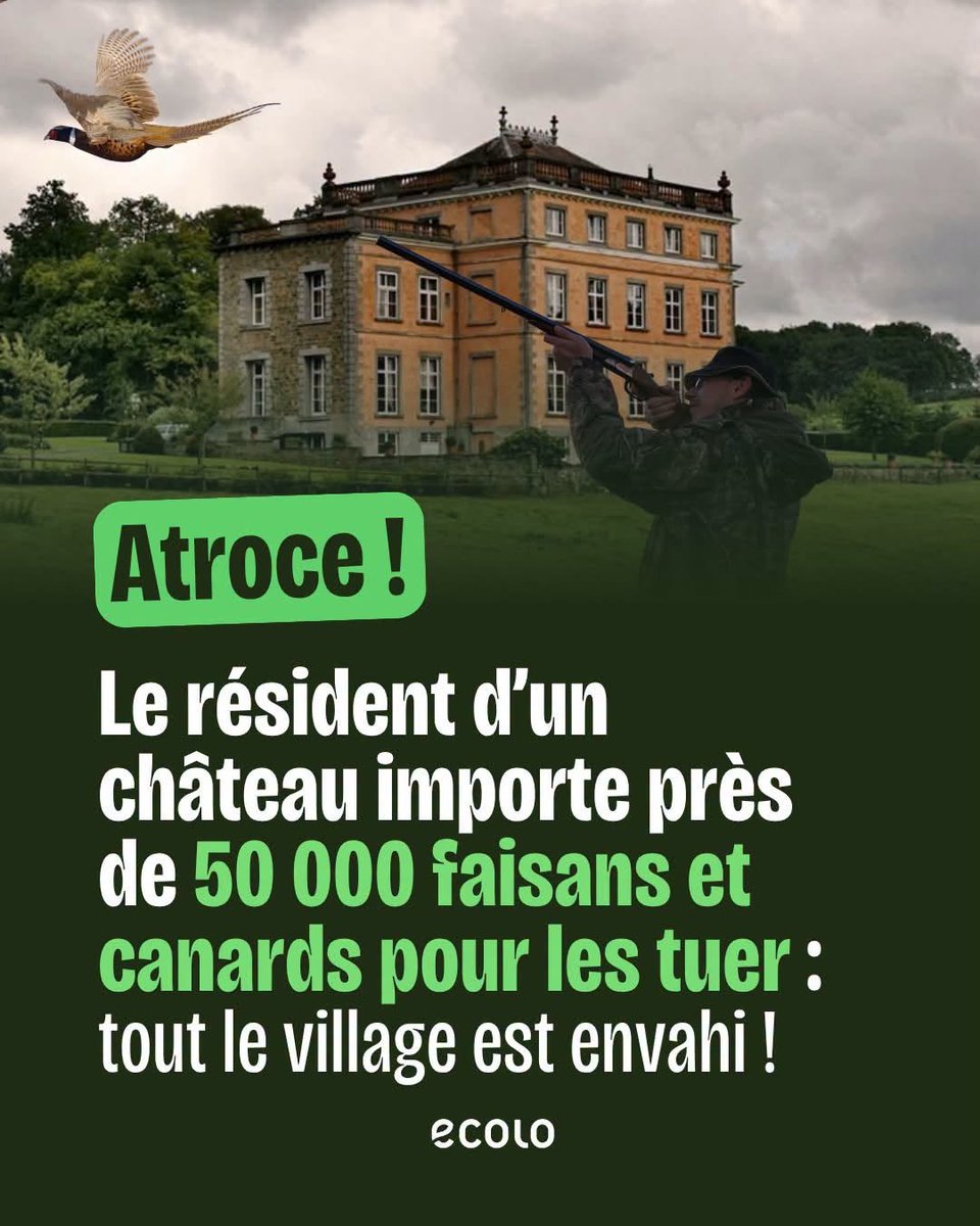ChasseAbolition's tweet photo. Dans le hameau de #SaintFontaine, près de 50 000 oiseaux ont été importés et lâchés dans la nature, juste pour servir de cibles vivantes à un riche locataire de château et ses amis. Une souffrance animale immense, pour le simple plaisir.
https://t.co/Uc6grub46Y https://t.co/e59dowA0Lp