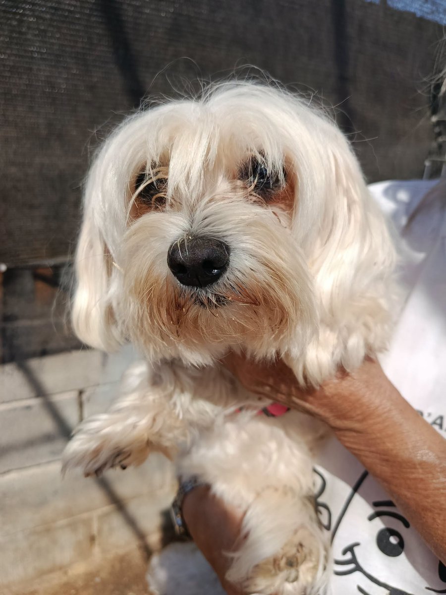 SosAbuelos1's tweet photo. #LLEIDA
Las abuelitas de 12 y 13 años #TERE y #HOPE acaban de llegar a la prote... La más peque es #ciega

Necesitan una adopción comprometida y responsable.

Dales un hogar a estas dos abuelas. Ven a conocerlas

Contacto: 686234542 // protectoraanimalslydiaargiles@hotmail.com https://t.co/qS8RvKr3o5