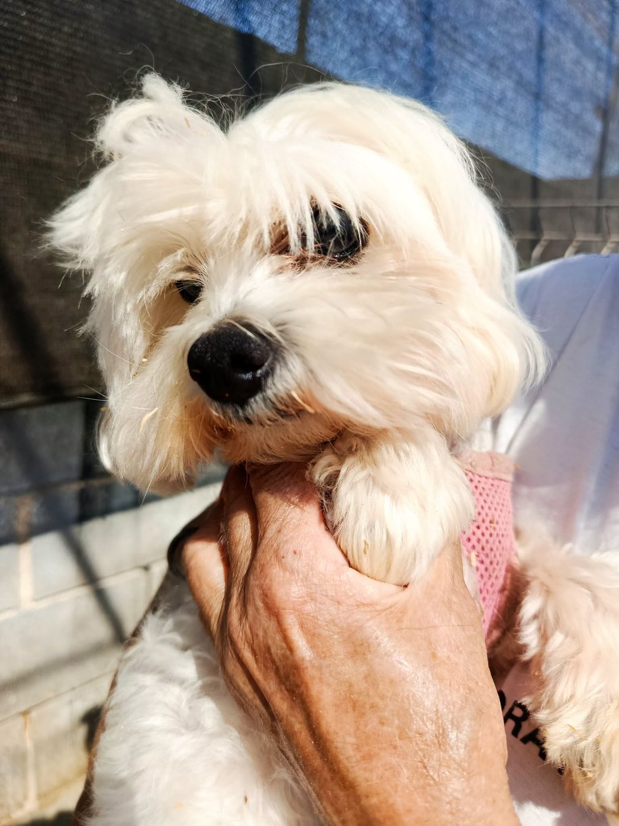SosAbuelos1's tweet photo. #LLEIDA
Las abuelitas de 12 y 13 años #TERE y #HOPE acaban de llegar a la prote... La más peque es #ciega

Necesitan una adopción comprometida y responsable.

Dales un hogar a estas dos abuelas. Ven a conocerlas

Contacto: 686234542 // protectoraanimalslydiaargiles@hotmail.com https://t.co/qS8RvKr3o5