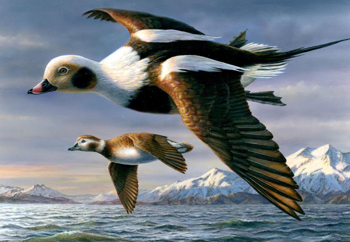 Interior's tweet photo. BREAKING: Duck with unusually long tail wins national beauty contest.

Robert (Bob) Hautman of Minnesota has won the 2026 Federal Duck Stamp Contest!

His long-tailed duck painting will grace the next Duck Stamp, helping conserve wetlands and wildlife. https://t.co/DsogH1z4o7