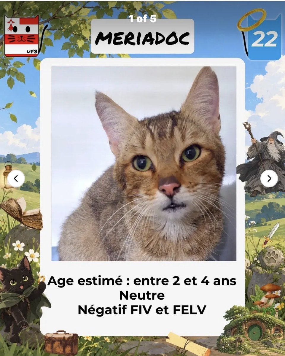 MAROBA3807's tweet photo. 🚨🚨🚨🚨🚨🚨🚨🚨🚨🚨🚨
URGENCES FOURRIÈRES DE BRETAGNE
il reste encore 3 boules de poils sans solution, complètement hors délai ils risquent l’euthanasie à tout moment. Ne les abandonnez pas!
MINERVA, terrifiée dans sa cage de fourrière, BALIN, craintive, et MERIADOC, “neutre”. https://t.co/rsKdDPdH5T