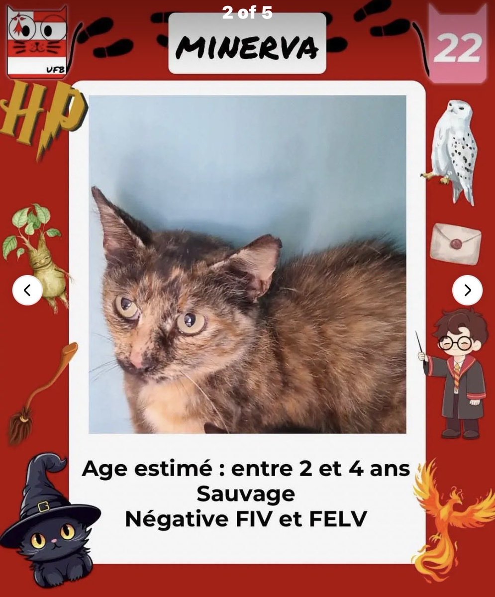 MAROBA3807's tweet photo. 🚨🚨🚨🚨🚨🚨🚨🚨🚨🚨🚨
URGENCES FOURRIÈRES DE BRETAGNE
il reste encore 3 boules de poils sans solution, complètement hors délai ils risquent l’euthanasie à tout moment. Ne les abandonnez pas!
MINERVA, terrifiée dans sa cage de fourrière, BALIN, craintive, et MERIADOC, “neutre”. https://t.co/rsKdDPdH5T