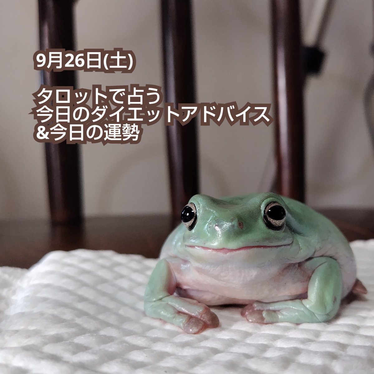 HappyYuki19's tweet photo. 9月26日(土)　#占い
#タロットで占う今日のダイエットアドバイス ＆ #今日の運勢 は、画像をご覧ください　

⭐イベント出店⭐️
9/27(日)　きらきらワーク
9/29(火)　むくNagicoffee2Ｆ
10/3(土)　WAKKAマルシェ
10/11(日)　ゆるりフェスタ

【紫空公式HP】
https://t.co/0zcTPUmGSF https://t.co/xQGslPuDmm