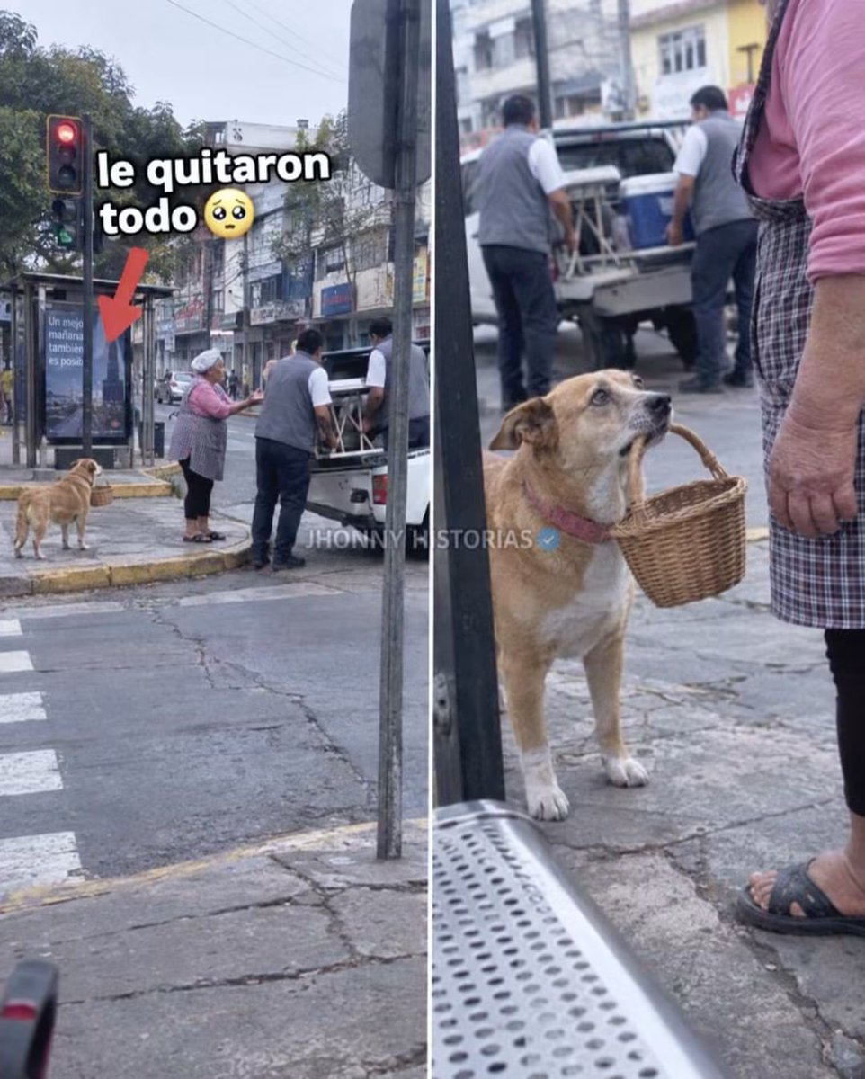 HtTrejo's tweet photo. <<El martes a doña Rosa le quitaron la mesa, la plancha y las arepas del día en plena esquina. La perra se quedó parada con la canasta todavía en la boca.

Doña Rosa tiene sesenta y ocho años y lleva veinte vendiendo arepas en ese semáforo. Hace tres años la artritis le torció las manos y ya no puede cargar la canasta entre los carros.

La que la carga es Lulú. Cuando el semáforo se pone en rojo, la perra camina con la canasta en el hocico entre las ventanillas, y la gente le compra más a ella que a la señora.

El martes llegó la camioneta de espacio público. (La misma mierda en toda latinoamerica) Dijeron que era ocupación indebida de espacio público y empezaron a subir todo. 

Doña Rosa les rogó e imploro con las manos abiertas. Le dijeron que fuera a reclamar a la oficina y que pagara la multa. La multa vale más de lo que ella gana en dos semanas.

Las sesenta arepas se fueron también en la camioneta. No les importó, ni ls tristeza y desesperación de ella, ni la de Lulú.

Lulú no soltó la canasta. Se la llevó vacía hasta la casa, caminando al lado de ella. Pensando, mañana será otro día. 

Al otro día, a las seis de la mañana, Lulú estaba sentada en la puerta con la canasta en la boca, lista para salir a trabajar, y doña Rosa no tuvo cómo explicarle que ya no había a dónde ir. El gobierno chinga al mas jodido, esa es la historia de México,  y de cualquier país de Sudamérica, o Norteamérica.  Es la misma historia. >>

#JhonnyHistorias #PerrosDeBarrio #HistoriasReales #GenteDeBarrio #Injusticia.