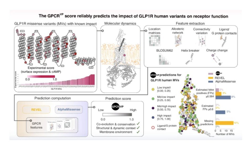 AskDrShashank's tweet photo. GPCRvp, a GPCR-specific variant impact predictor, decodes GLP1R missense variants using molecular dynamics + AI. It sharply reduces false positives vs AlphaMissense and improves prediction of GLP 1 drug response. #GLP1R #GPCR #Diabetes #Obesity https://t.co/4IaPzlDMY5… @DiabetologiaJnl