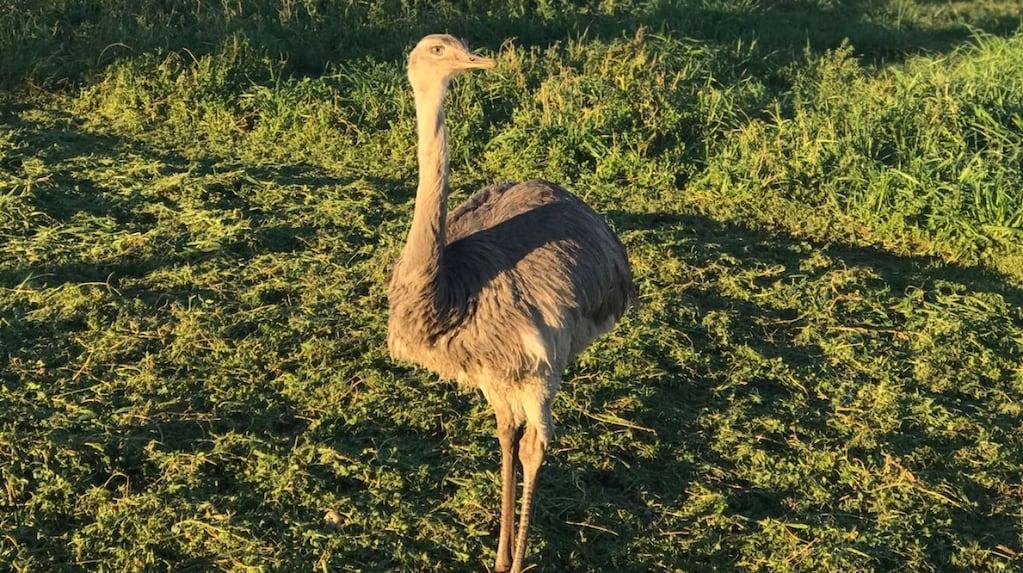 todonoticias's tweet photo. “Lo crié desde un huevo y me lo mataron”: el desgarrador testimonio del encargado de un campo por la caza de su ñandú https://t.co/es6kxkwJYL https://t.co/vpSqTsPPeF