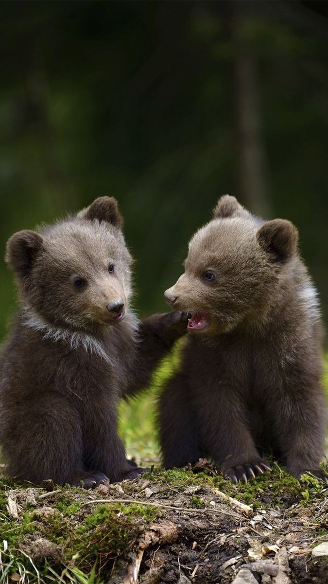 bearswords7sxf's tweet photo. https://t.co/sFiH2oEONk