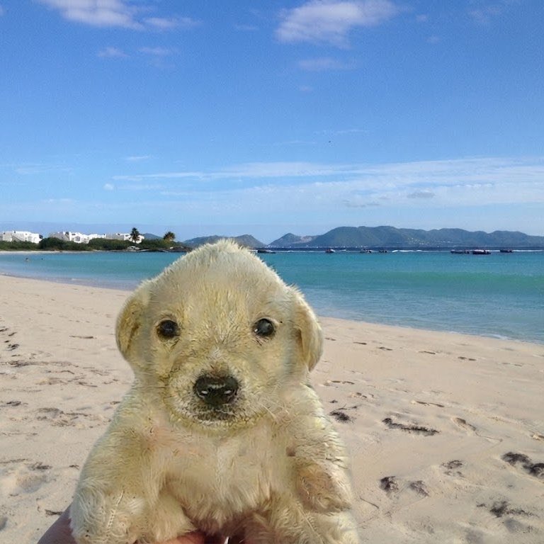 xTomIV's tweet photo. @itspyrored @ZenithTradoorr Pooch in the sun soon! https://t.co/L0XoXbhIKr