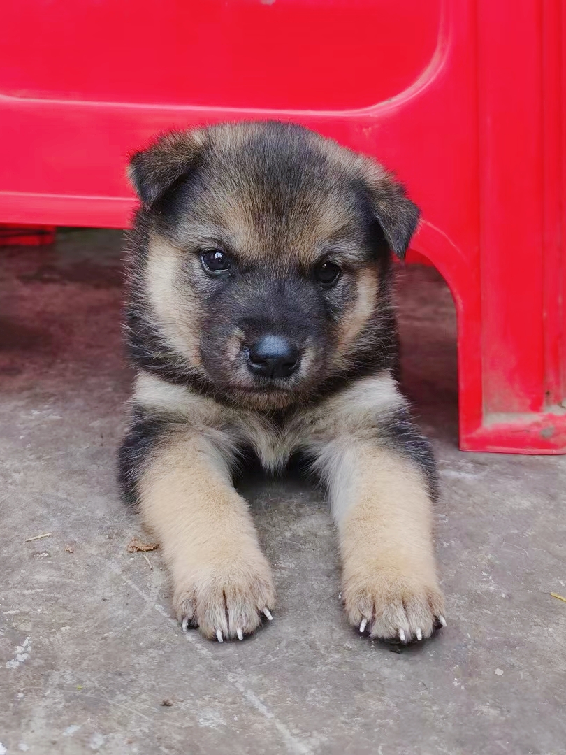 TakakoBringham's tweet photo. From tiny floof to full-on chaos mode  Watch this pup’s 6-month glow-up – all the zoomies, treats, and snuggles in between!， https://t.co/TVjqH3zNqN