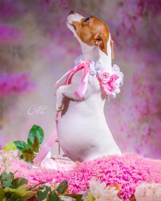 instablog9ja's tweet photo. Pregnant dog goes viral after having a special maternity photoshoot to mark her first pregnancy https://t.co/2MYEYBkqdU