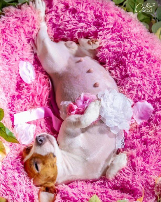 instablog9ja's tweet photo. Pregnant dog goes viral after having a special maternity photoshoot to mark her first pregnancy https://t.co/2MYEYBkqdU