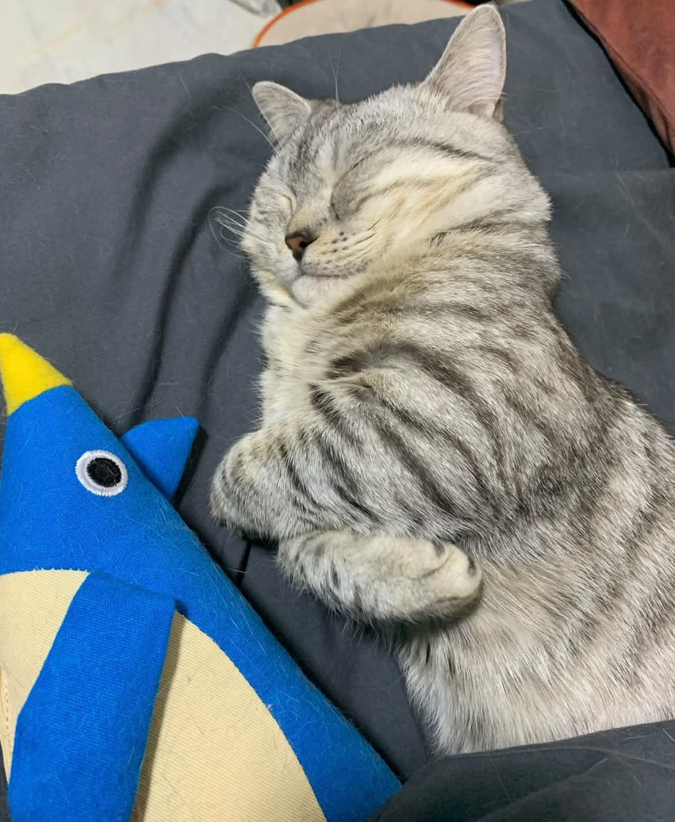 itimaliasof's tweet photo. Provavelmente até nos sonhos ela fica abraçando um pinguim 🥹 https://t.co/YiVytU1G4a