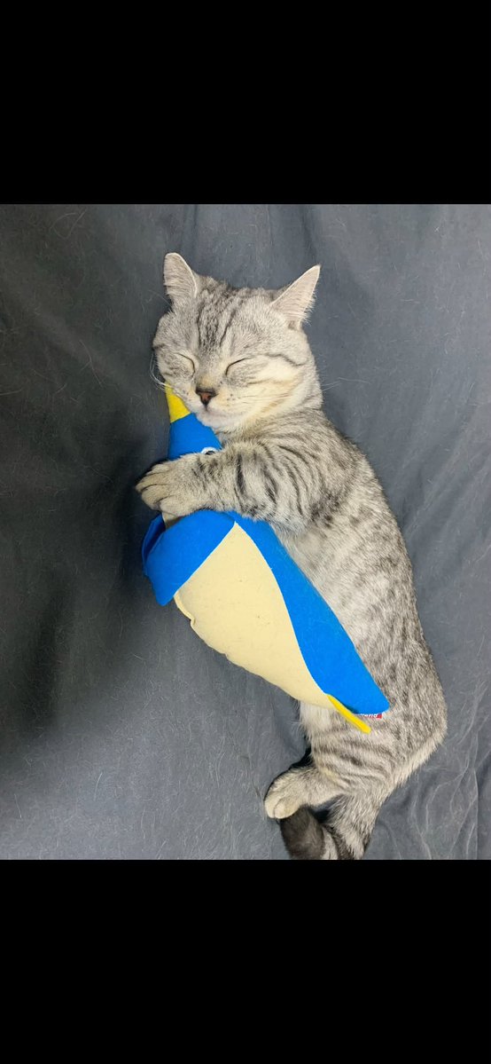 itimaliasof's tweet photo. Provavelmente até nos sonhos ela fica abraçando um pinguim 🥹 https://t.co/YiVytU1G4a