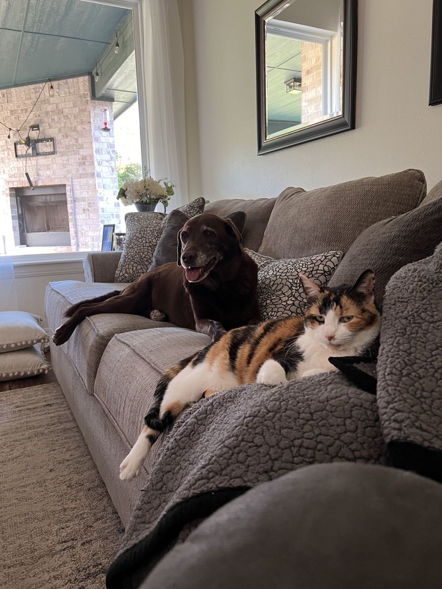 WilliamJor57176's tweet photo. https://t.co/nkDXznXCkU

#knotting #K9 #dogknotting #k9knotty #taboo #zoo #k9girl #fyp #Igbtq #Dogs #USA #K9 https://t.co/Vgs7TmWDkr