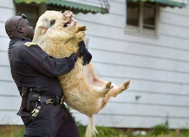 RishuRaj511's tweet photo. @AadiAchint 😭🐷 https://t.co/cKcao7iEcI