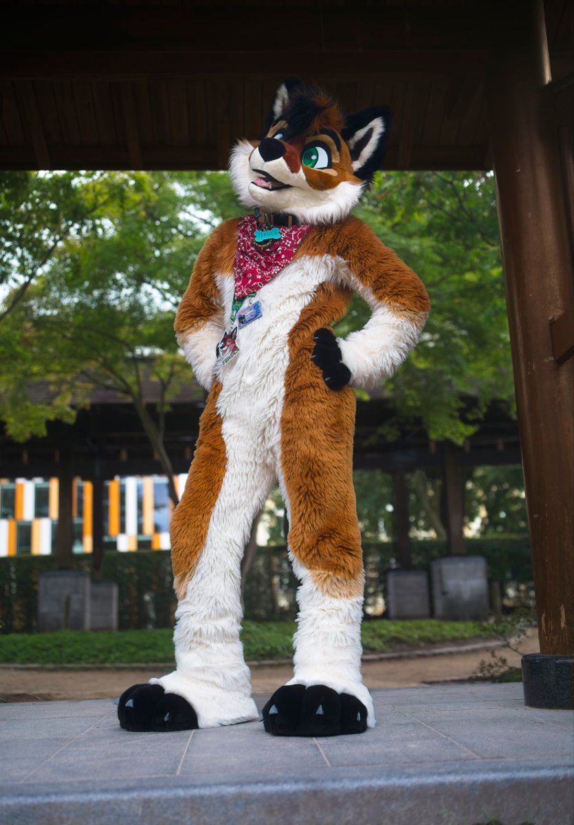 Tekula_wolf2's tweet photo. Catching the first glimpses of autumn! 🍂

#fursuitfriday https://t.co/9OuV0gkCiF