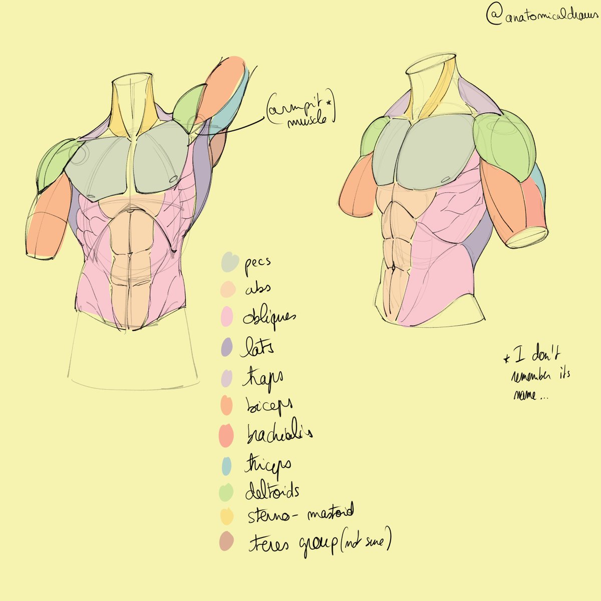 anatomicaldraws's tweet photo. tried to redraw it and name every muscle https://t.co/kxfRYiO3Ws