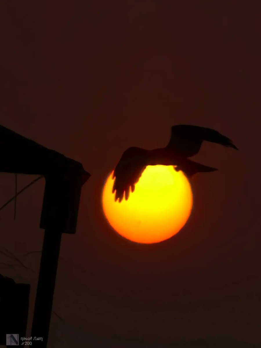 MargotCaldmc's tweet photo. Captain of the skies, chasing the day’s last light. Vivo X200 | Photography × Reels
@im__ahm https://t.co/7QfH3StKac