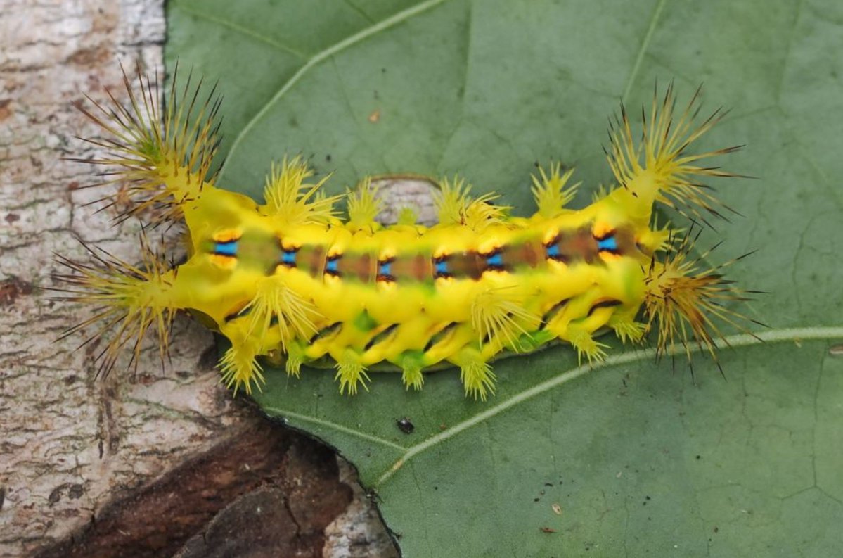 FritillaryLilly's tweet photo. What a stunner.? stinging nettle slug #caterpillar #indonesia #sumatra #ento #Entomology #TwitterNatureCommunity #invertebrates #MotherNature #bugs #insecrs #lepidoptera #caterpillars https://t.co/3JphMpJzsl