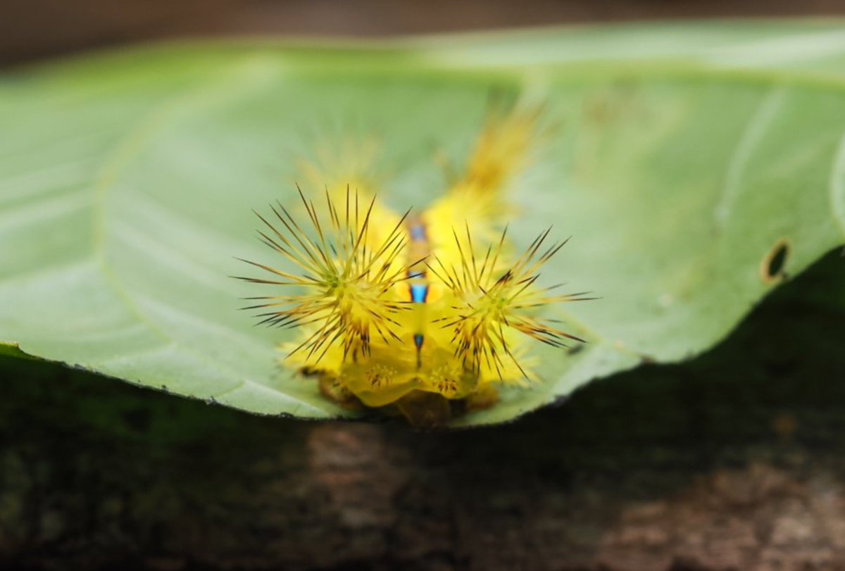 FritillaryLilly's tweet photo. What a stunner.? stinging nettle slug #caterpillar #indonesia #sumatra #ento #Entomology #TwitterNatureCommunity #invertebrates #MotherNature #bugs #insecrs #lepidoptera #caterpillars https://t.co/3JphMpJzsl