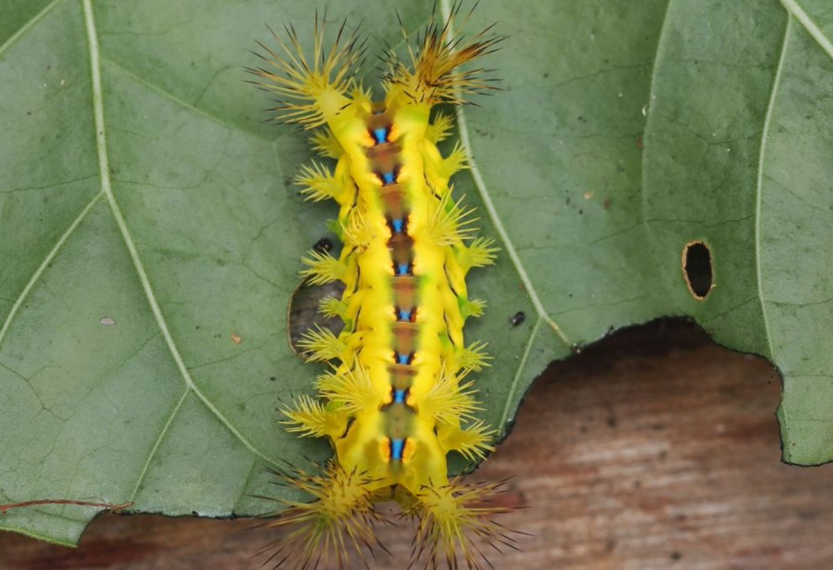 FritillaryLilly's tweet photo. What a stunner.? stinging nettle slug #caterpillar #indonesia #sumatra #ento #Entomology #TwitterNatureCommunity #invertebrates #MotherNature #bugs #insecrs #lepidoptera #caterpillars https://t.co/3JphMpJzsl