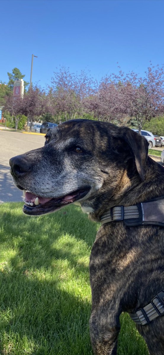 rosierooos's tweet photo. My sweet dog, Darwin, suddenly died last night. If anyone has a moment to pray for his Soul, thank you. 

He died from a ruptured vascular tumor that we didn’t know about. He was 11 and had been with me for 9 years and through so much together. https://t.co/iN7ITZkNyD