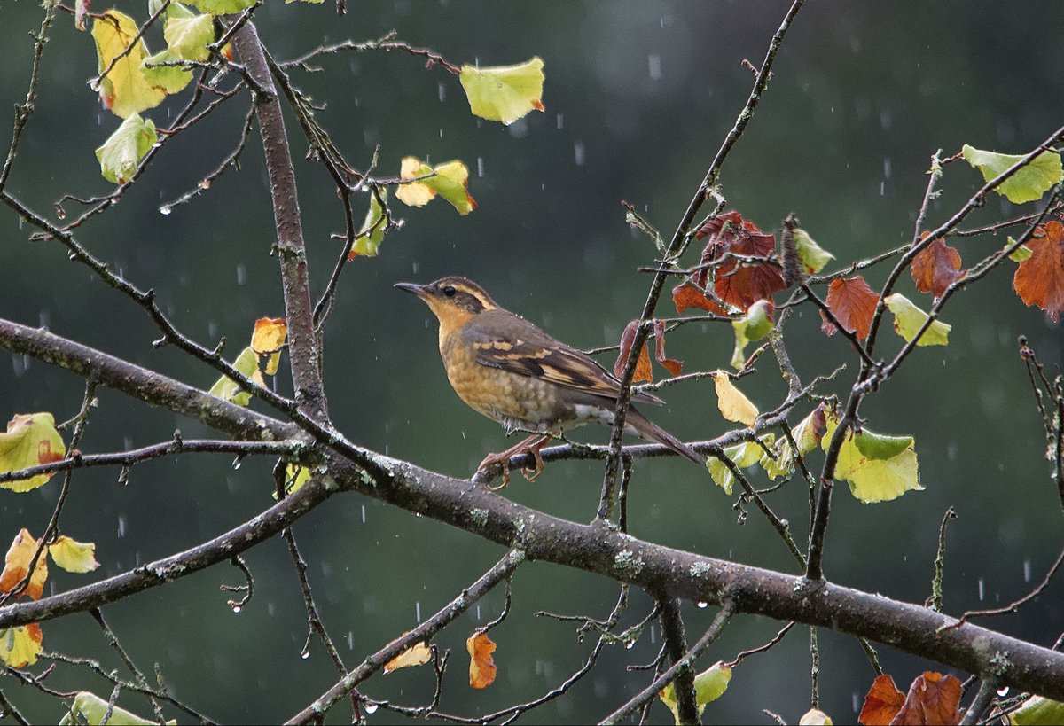 enthusedbybirds's tweet photo. varied thrush lifer in da backyard https://t.co/NP7PAPu5lq