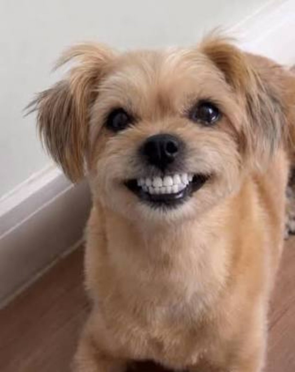 MCDeku's tweet photo. Mis dientes ya están teniendo forma, pero como odio los hpts braquets ome. Pronto me veré así. https://t.co/bCpDLxaqUa