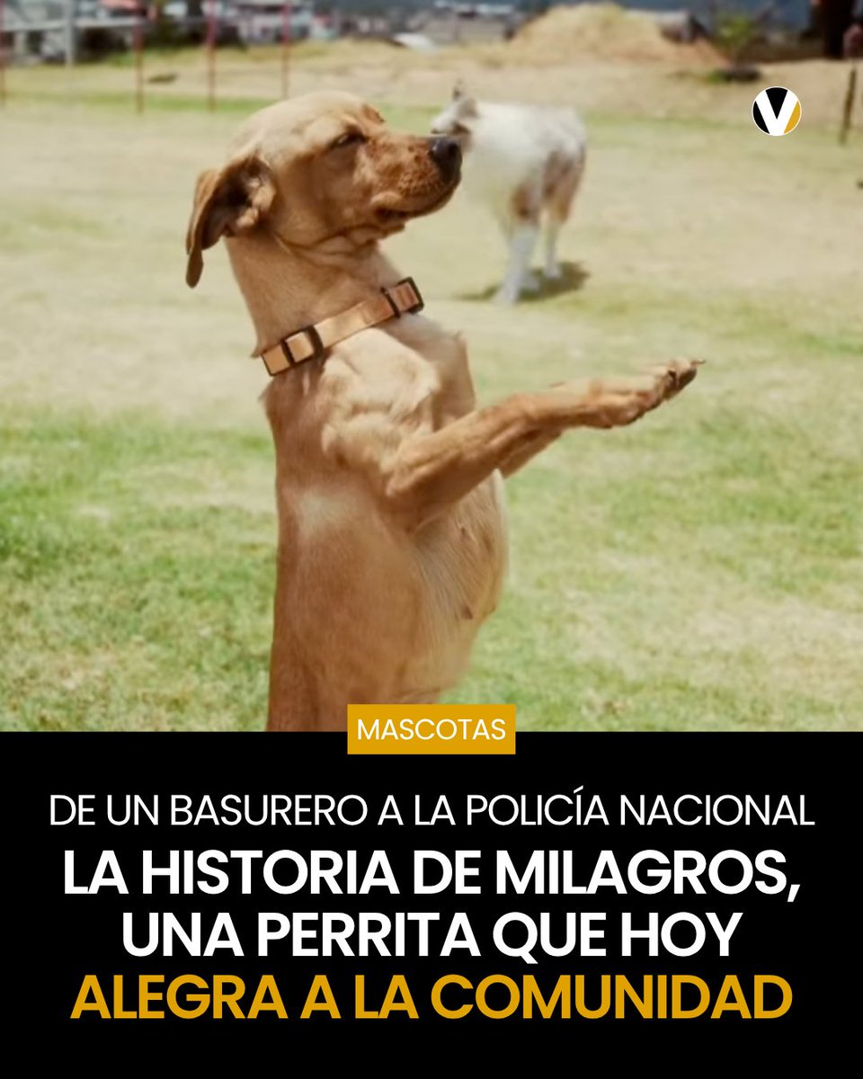 revistavistazo's tweet photo. ❤️‍🩹🐶 Tras ser rescatada con un cuadro severo de desnutrición en 2024, la canina se recuperó y hoy integra el área de relaciones públicas de la institución. Conoce más detalles 👉🏻 https://t.co/430F9wLkUl https://t.co/ZrNYsSPZ9Y