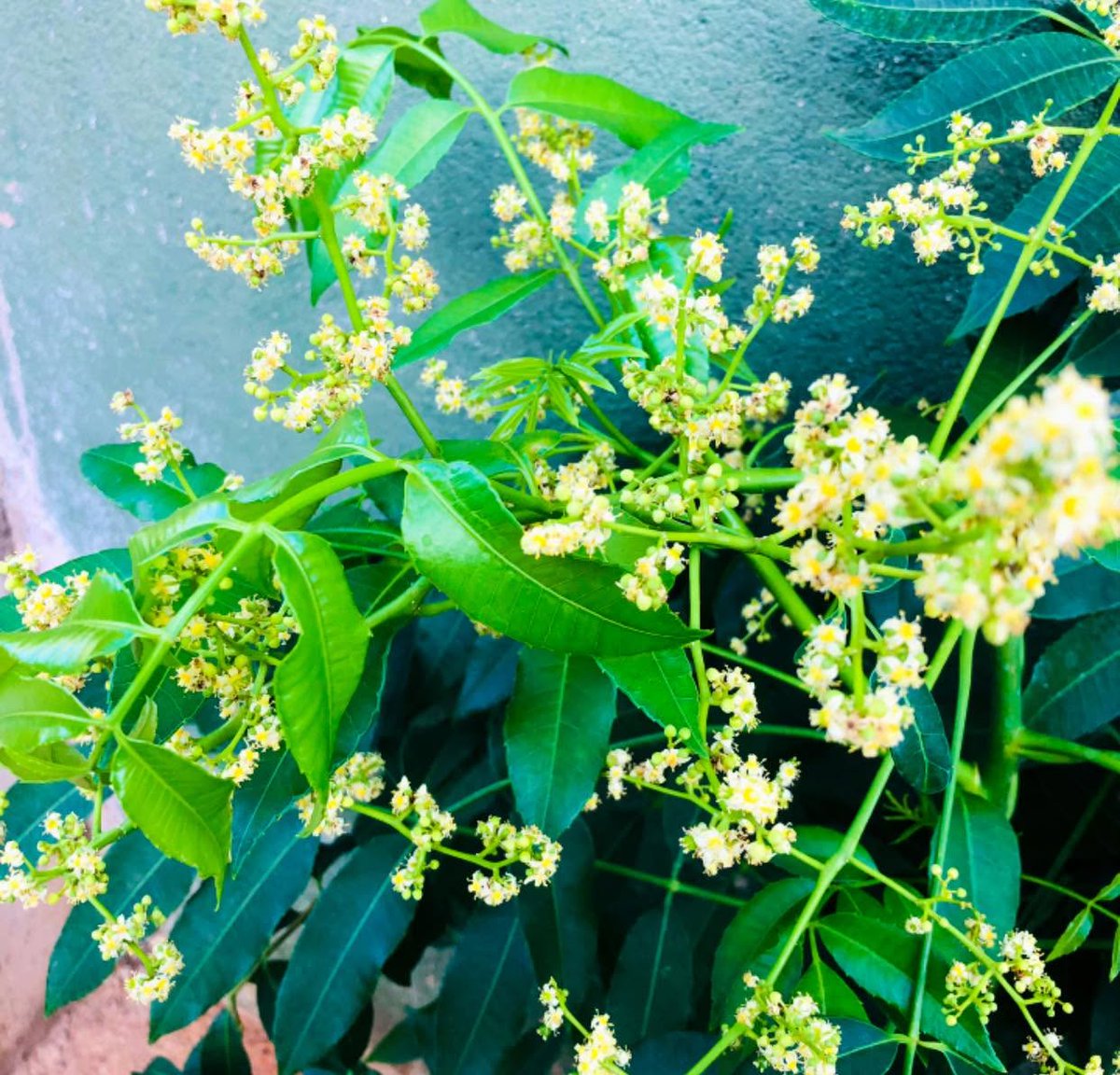 ThomasOszuuk5's tweet photo. සිත පීඩාව��න් පිරුණු විට සොබාදහමට ළංවී බලන්න. ඇගේ විවිධ රටා හා වර්ණ අපේ හදවත් සුවපත් කරයි. සොබාදහමට ආදරය කරන්න; ඇය අපට ඊටත් වැඩි ආදරයක් හා බලාපොරොත්තුවක් නැවත පිරිනමයි. https://t.co/yem5GW7fXO