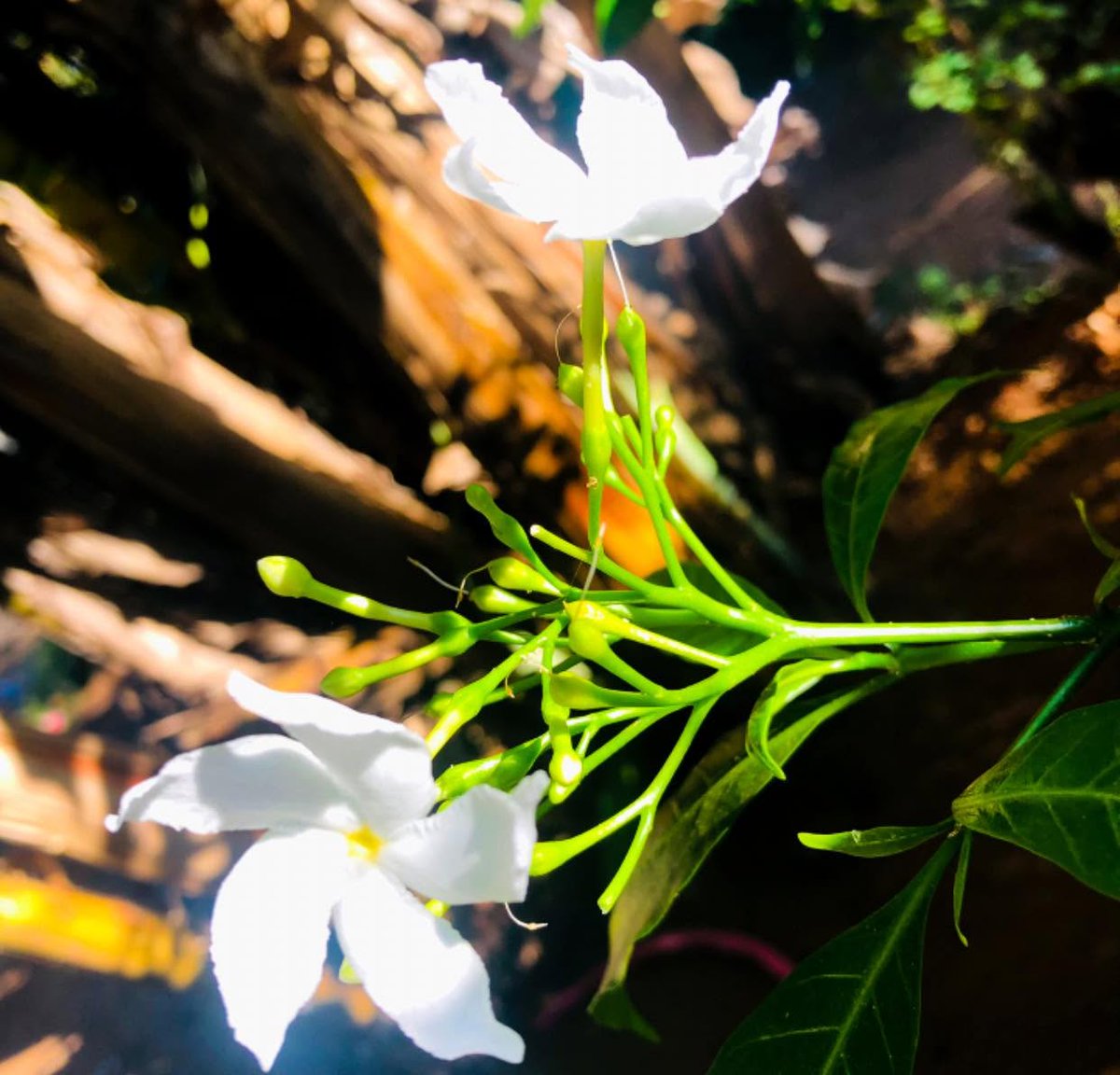 ThomasOszuuk5's tweet photo. සිත පීඩාව��න් පිරුණු විට සොබාදහමට ළංවී බලන්න. ඇගේ විවිධ රටා හා වර්ණ අපේ හදවත් සුවපත් කරයි. සොබාදහමට ආදරය කරන්න; ඇය අපට ඊටත් වැඩි ආදරයක් හා බලාපොරොත්තුවක් නැවත පිරිනමයි. https://t.co/yem5GW7fXO