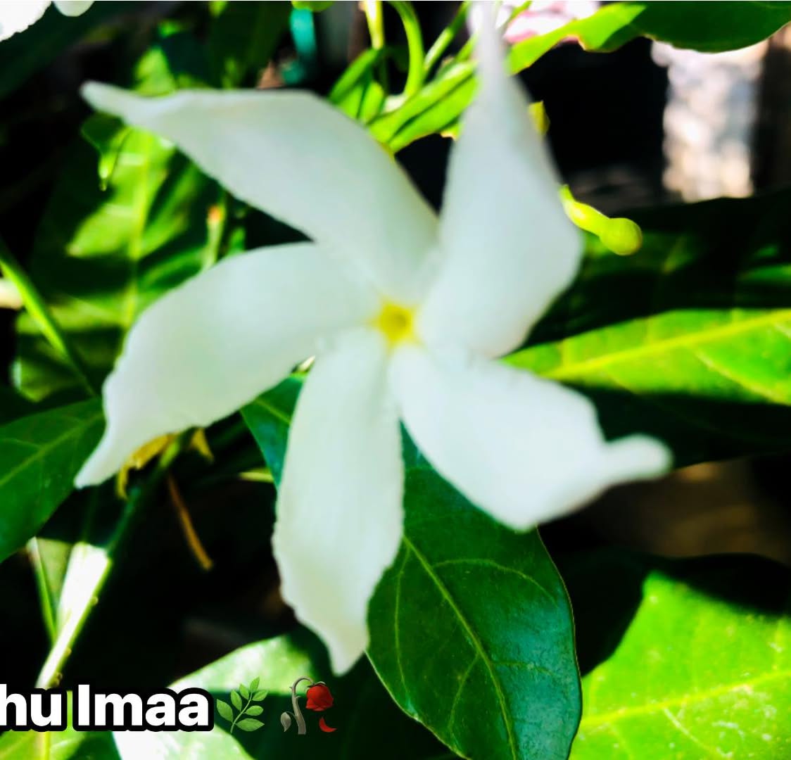 ThomasOszuuk5's tweet photo. සිත පීඩාව��න් පිරුණු විට සොබාදහමට ළංවී බලන්න. ඇගේ විවිධ රටා හා වර්ණ අපේ හදවත් සුවපත් කරයි. සොබාදහමට ආදරය කරන්න; ඇය අපට ඊටත් වැඩි ආදරයක් හා බලාපොරොත්තුවක් නැවත පිරිනමයි. https://t.co/yem5GW7fXO