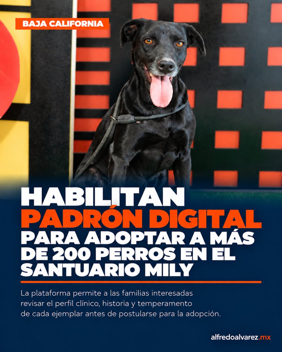 alfredoalvarez1's tweet photo. ¿BUSCAS SUMAR UN NUEVO INTEGRANTE A LA FAMILIA? En Baja California habilitaron un padrón digital interactivo para adoptar a uno de los 223 perros rescatados del Santuario Mily. https://t.co/fCmESQTA2z