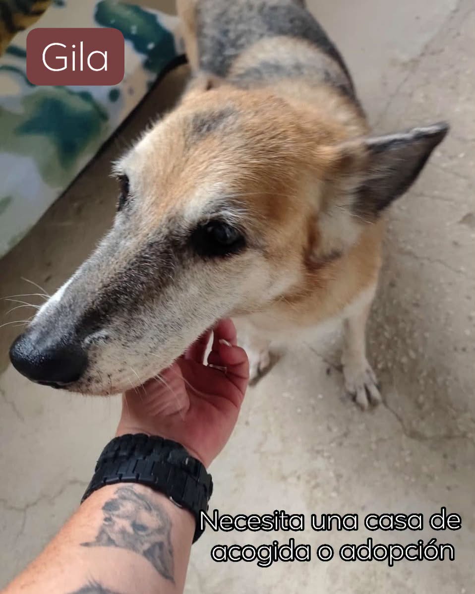 SosAbuelos1's tweet photo. #ALICANTE
#GILA tiene 13 años

Cuando se la rescató, no conocía otra cosa que sobrevivir

Es una abuelita inteligente, sensible y dócil, pero es incompatible con gatos y perros, por lo que necesita una familia sin más animales

Contacto: adoptamics@adoptamics.org -indica tu tlf https://t.co/981rMlGKWd